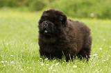 CHOW CHOW 563
